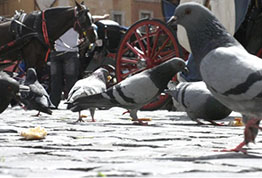 Pigeon infestation